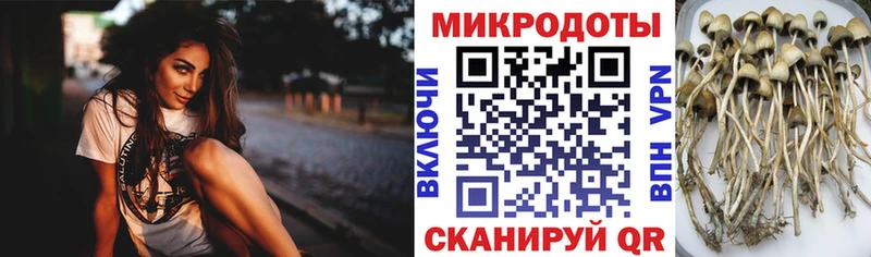 Псилоцибиновые грибы Cubensis Валдай
