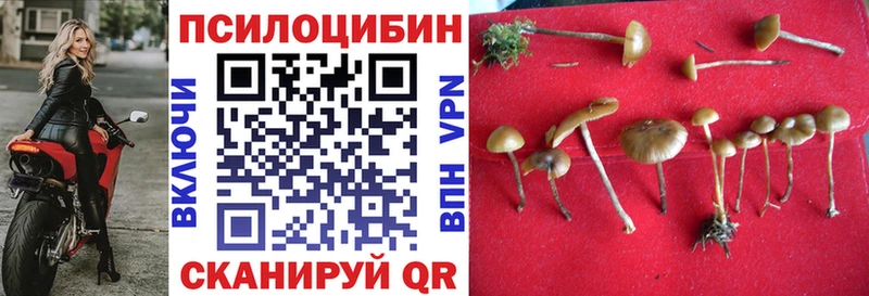 Галлюциногенные грибы Psilocybine cubensis  Валдай 